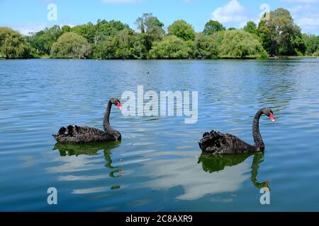 Nouvelle-Zélande Auckland - deux cygnes noirs (Cygnus atratus) dans le parc Western Springs Lakeside Banque D'Images