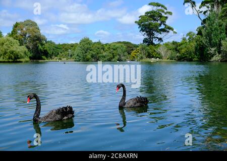 Nouvelle-Zélande Auckland - deux cygnes noirs dans le parc Western Springs Lakeside Banque D'Images