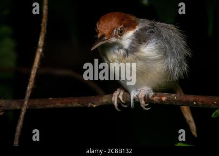 Oiseau de talus rufous (Orthotomus sericeus) de Bornéo. Banque D'Images