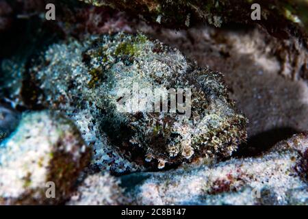 Un scorpionfish sous les rochers à Bonaire, aux pays-Bas. Sebastapistes mauritiana. Banque D'Images
