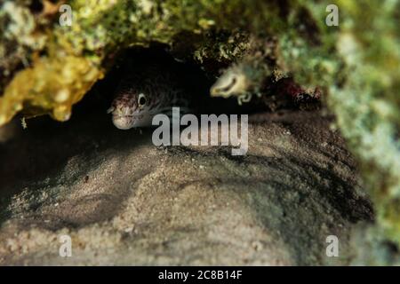 Une anguille moray à pois qui pend sur le récif de Bonaire, aux Pays-Bas. Banque D'Images