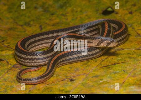 Serpent kukri rayé (Oligodon octolineatus) un beau serpent des jungles de l'Asie du Sud-est. Banque D'Images