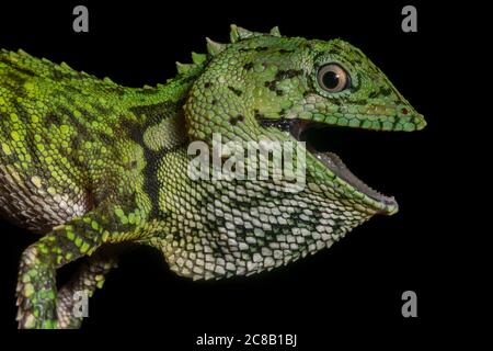 Le lézard à sourcils de Mocquard (Phoxophrys cephalum) de la forêt montagnarde autour du parc national du Mont Kinabalu à Sabah, en Malaisie, Bornéo. Banque D'Images