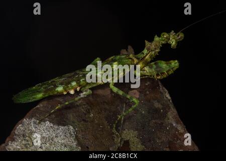 Moss Mantis (Majangella moltoni) de Bornéo Banque D'Images