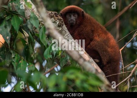 Un singe titi brun de la forêt amazonienne dans l'Amazonie péruvienne près de la station biologique de Los Amigos. Banque D'Images