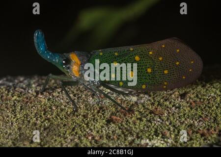 Un lanternbug (Pyrops whitehedi) de la vallée de Danum en Malaisie. Banque D'Images