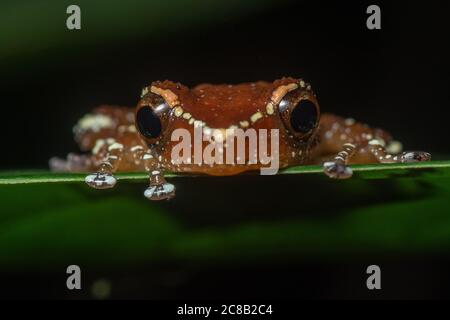 La grenouille à la cannelle (Nyctixalus pictus) est une grenouille rare de la jungle de Bornean en Malaisie. Banque D'Images