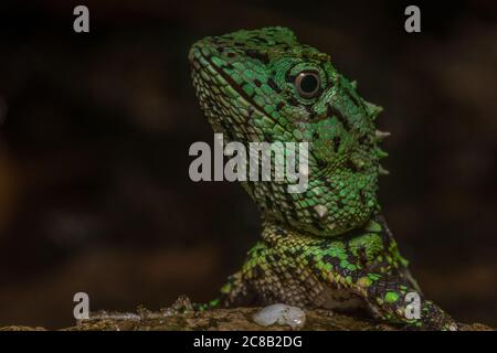 Le lézard à sourcils de Mocquard (Phoxophrys cephalum) de la forêt montagnarde autour du parc national du Mont Kinabalu à Sabah, en Malaisie, Bornéo. Banque D'Images