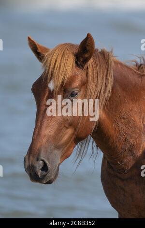 Un cheval sauvage à Currituck, NC Banque D'Images
