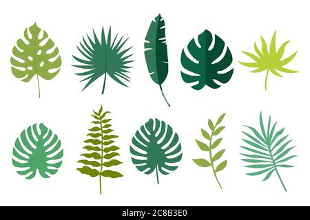 Ensemble de feuilles tropicales. Ensemble de plantes tropicales. Illustration vectorielle isolée. Illustration de Vecteur
