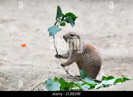 Berlin, Allemagne. 17 juillet 2020. Un chien de prairie à queue noire tient une branche avec des feuilles vertes fraîches dans ses griffes dans son enceinte extérieure dans le Tierpark Berlin. Avec une superficie de 160 hectares, Tierpark Berlin est le plus grand parc animalier d'Europe. Il a près de 8000 animaux. Credit: Jens Kalaene/dpa-Zentralbild/ZB/dpa/Alay Live News Banque D'Images