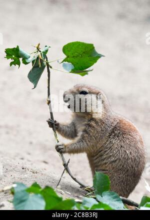 Berlin, Allemagne. 17 juillet 2020. Un chien de prairie à queue noire tient une branche avec des feuilles vertes fraîches dans ses griffes dans son enceinte extérieure dans le Tierpark Berlin. Avec une superficie de 160 hectares, Tierpark Berlin est le plus grand parc animalier d'Europe. Il a près de 8000 animaux. Credit: Jens Kalaene/dpa-Zentralbild/ZB/dpa/Alay Live News Banque D'Images