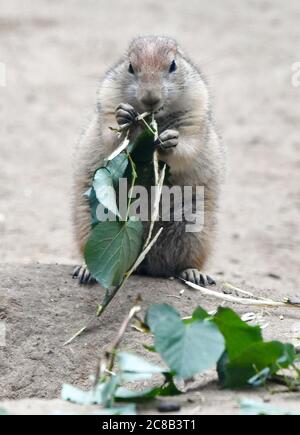 Berlin, Allemagne. 17 juillet 2020. Un chien de prairie à queue noire mange des feuilles vertes fraîches dans la zone extérieure du Tierpark Berlin. Avec une superficie de 160 hectares, Tierpark Berlin est le plus grand parc animalier d'Europe. Il a près de 8000 animaux. Credit: Jens Kalaene/dpa-Zentralbild/ZB/dpa/Alay Live News Banque D'Images