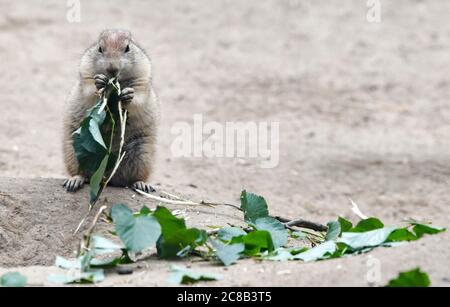 Berlin, Allemagne. 17 juillet 2020. Un chien de prairie à queue noire mange des feuilles vertes fraîches dans la zone extérieure du Tierpark Berlin. Avec une superficie de 160 hectares, Tierpark Berlin est le plus grand parc animalier d'Europe. Il a près de 8000 animaux. Credit: Jens Kalaene/dpa-Zentralbild/ZB/dpa/Alay Live News Banque D'Images