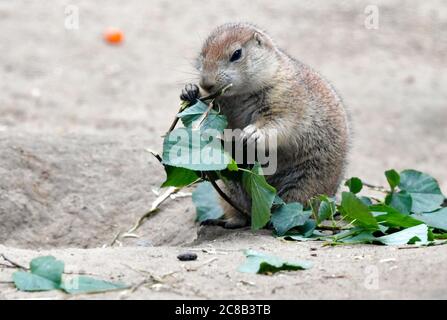 Berlin, Allemagne. 17 juillet 2020. Un chien de prairie à queue noire mange des feuilles vertes fraîches dans la zone extérieure du Tierpark Berlin. Avec une superficie de 160 hectares, Tierpark Berlin est le plus grand parc animalier d'Europe. Il a près de 8000 animaux. Credit: Jens Kalaene/dpa-Zentralbild/ZB/dpa/Alay Live News Banque D'Images