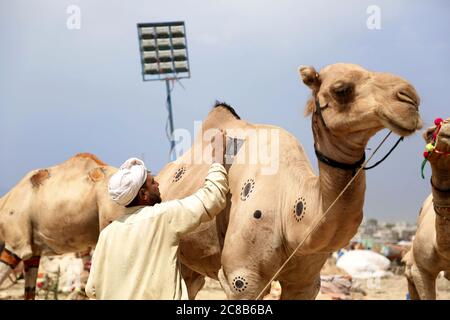 Pékin, Chine. 22 juillet 2020. Un commerçant décore un chameau pour attirer des clients sur un marché de l'élevage avant le festival Eid al-Adha à Rawalpindi au Pakistan, le 22 juillet 2020. Crédit : Ahmad Kamal/Xinhua/Alamy Live News Banque D'Images