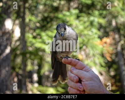 Jack chuchote se perçant sur un doigt dans l'ombre. Ces oiseaux sont également connus sous le nom de cambrioleurs de camp, de jays gris ou de Jays du Canada. Banque D'Images