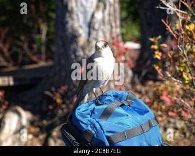 Whiskey Jack, également connu sous le nom de Canada Jay ou Grey Jay, se trouvant sur un sac à dos bleu dans la forêt. Banque D'Images