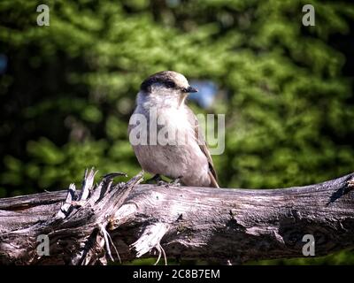 Jack Whiskey perché sur une branche morte et abîmé, au soleil, sur un fond vert. Banque D'Images