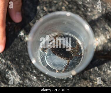 Un petit crabe de plage dans une tasse en plastique. Banque D'Images