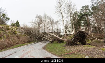 Arbres tombés dans une cour... Banque D'Images