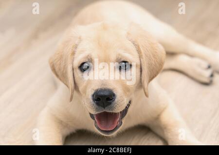 Adorable et adorable, le petit chiot doré du labrador est couché sur le sol de la maison. Banque D'Images