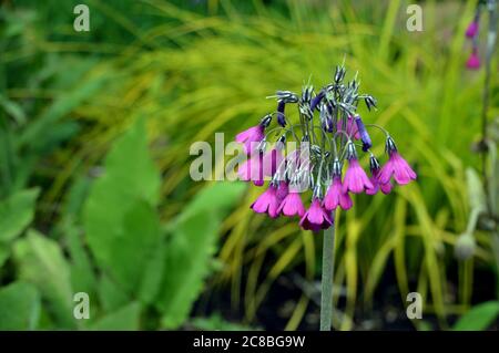 Primrose (Primula Secundiflora) avec des fleurs en forme de cloche rose-violet cultivées dans une frontière à RHS Garden Harlow Carr, Harrogate, Yorkshire. Angleterre, Royaume-Uni Banque D'Images