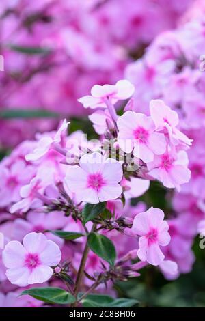 Fleurs roses en forme de salver de Phlox paniculata 'Eva Cullum'. Phlox vivace 'Eva Cullum' Banque D'Images