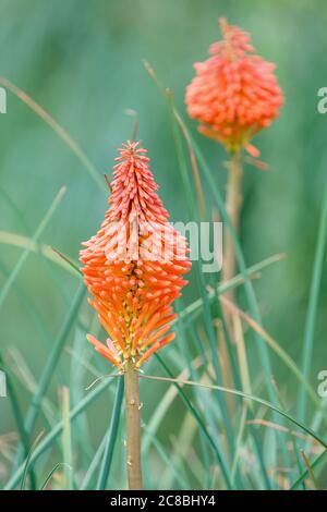 Deux pointes de fleurs distinctives de kniphofia 'Erecta'. Poker Red Hot. Fleur de torche d'Erecta Banque D'Images