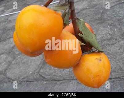 Des persimmons jaunes frais viennent d'être cueillis d'arbres Banque D'Images