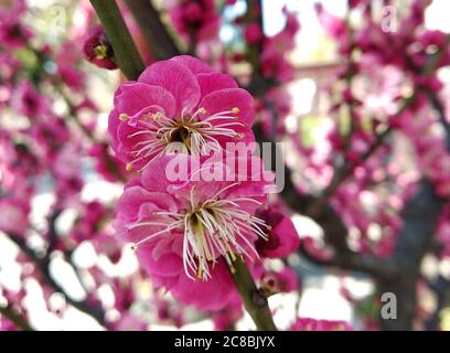 Deux fleurs de prune rouge avec de longues étamines jaunes blanches au printemps ensoleillé jour Banque D'Images