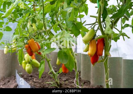 De belles tomates mûres rouges cultivées en serre. Tomates mûres et mûres prêtes à cueillir en serre. Concept de nourriture saine et écologique. Banque D'Images