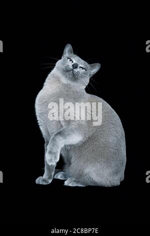 Chat birman bleu sur fond noir Banque D'Images