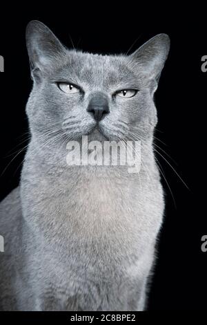 Chat birman bleu sur fond noir Banque D'Images