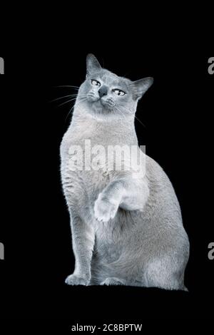 Chat birman bleu sur fond noir Banque D'Images