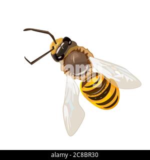 Abeille isolée sur fond blanc. Vol à rayures. Bumblebee dans la vue de dessus. Symbole insecte pour nourriture naturelle, saine et biologique.vecteur de stock Illustration de Vecteur