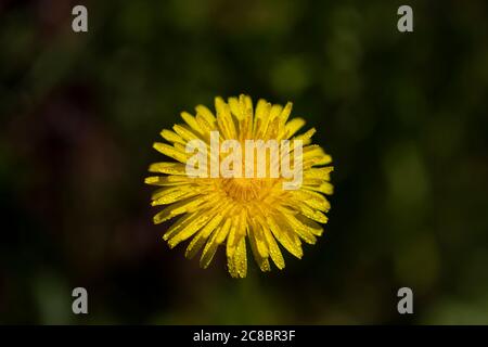 fleurs de pissenlit avec pétales de rosée fleurissent sur le terrain sur fond flou Banque D'Images