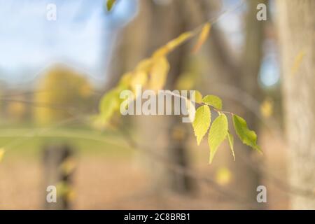 Arrière-plan bokeh et lumière du soleil pour le texte, maquette de modèle et affichage du produit. Concept de nature verte et écologie. Banque D'Images
