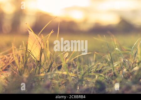 Vue rapprochée des feuilles d'automne sur l'herbe. Lumière du coucher du soleil, point de vue bas de saison tranquille. Feuilles d'automne sur la prairie en automne Banque D'Images
