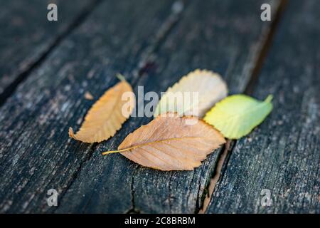 Les feuilles d'automne sur fond de bois.With copy space Banque D'Images