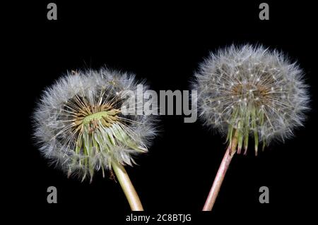 Deux têtes Dandelion Banque D'Images