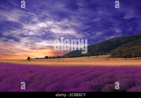 Magnifique nature tranquille arrière-plan.fleurs de lavande étonnantes.Design d'art.Photographie créative.photo conceptuelle.papier peint artistique.champ au coucher du soleil.Soleil. Banque D'Images