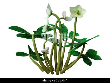 Rendu 3D de fleurs de rose Helleborus orientalis ou de rose de Lenten ou de rose de Noël isolées sur fond blanc Banque D'Images