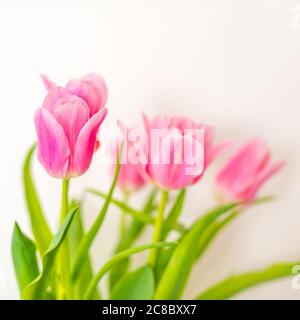 Bouquet de tulipes roses isolé sur fond blanc par le dessus. Vue de dessus du bouton de fleur rouge. Mise en page de la carte de vœux du printemps et de pâques. Banque D'Images