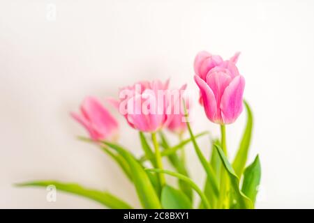 Bouquet de tulipes roses isolé sur fond blanc par le dessus. Vue de dessus du bouton de fleur rouge. Mise en page de la carte de vœux du printemps et de pâques. Banque D'Images
