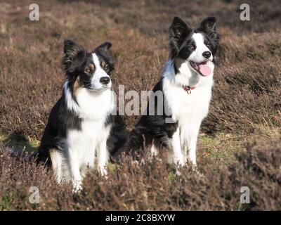 Deux chiens de collie bordent sont assis dans la bruyère. Banque D'Images