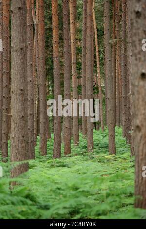 Pins poussant dans la forêt de Wyre, Worcestershire, Angleterre, Royaume-Uni. Banque D'Images