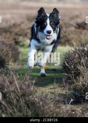 Un chien collie borde traverse la bruyère. Banque D'Images