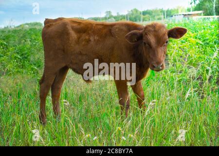 Veau de vache rouge dans un pâturage près du village en pâturage sur l'herbe Banque D'Images