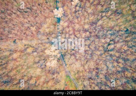 Vue aérienne stupéfiante de la route avec des courbes traversant une forêt dense aux couleurs de l'automne. Paysage aérien de forêt d'automne. Vue sur la nature colorée, vue sur le dessus Banque D'Images